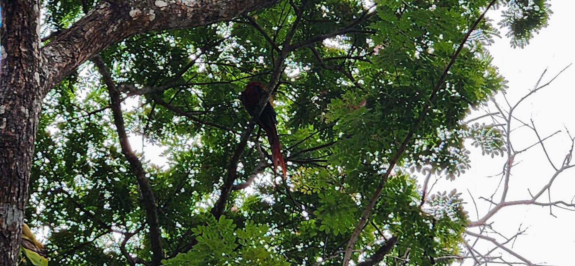 Macaw Paradise Jacó Exterior foto