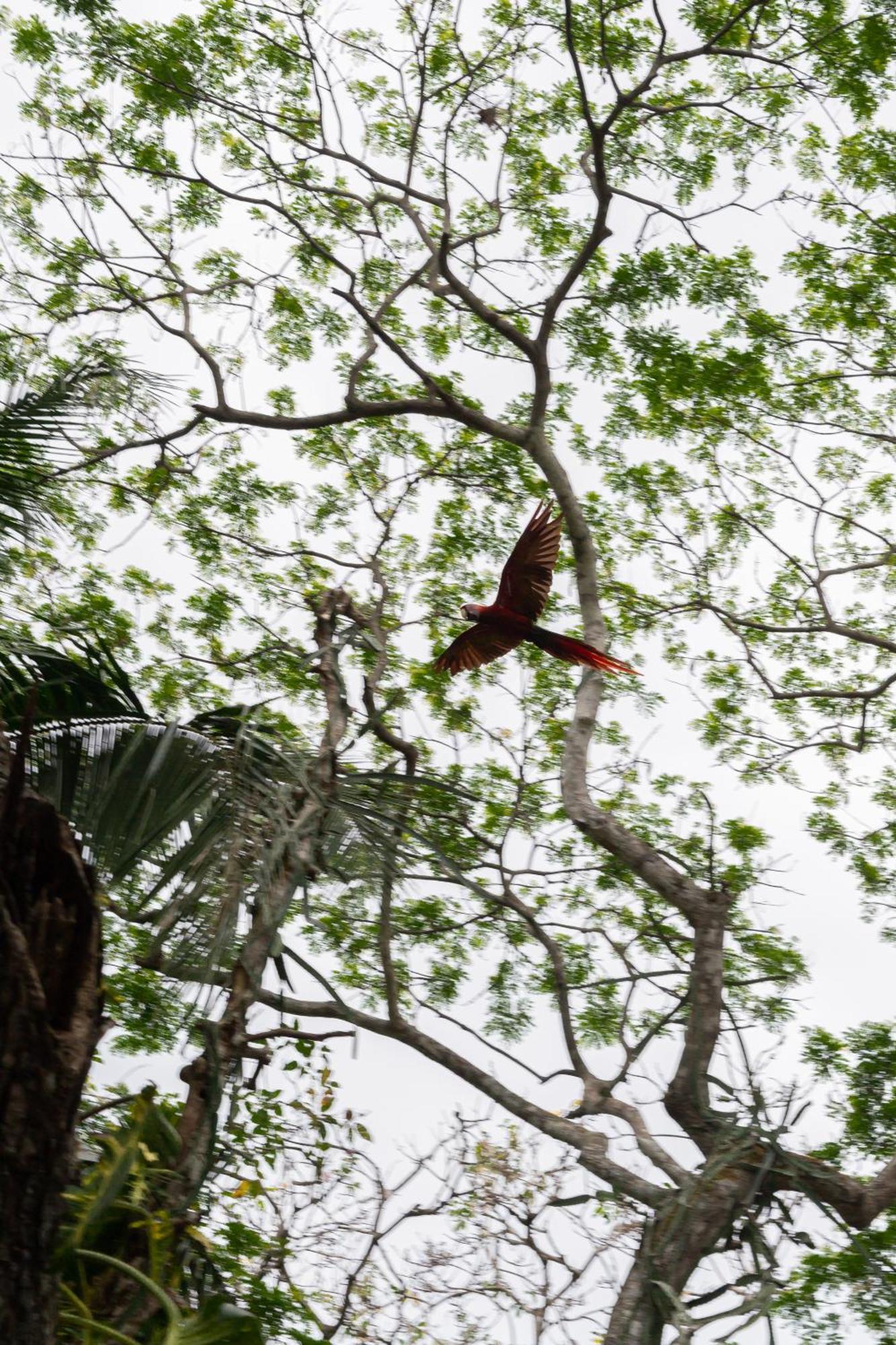 Macaw Paradise Jacó Exterior foto